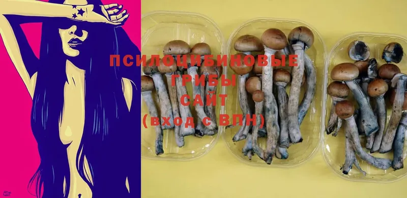 что такое наркотик  Полысаево  Псилоцибиновые грибы Psilocybe 